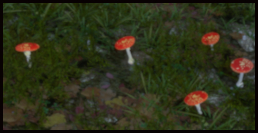 Fliegenpilz
