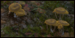 Göttlicher Pilz
