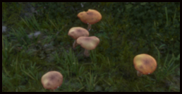 Steinpilz