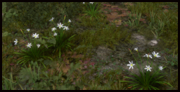 Zephirblume