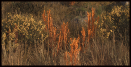 Flachs
