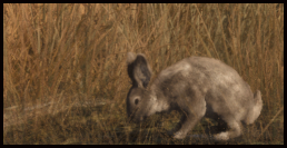 Hase