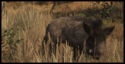Wildschwein