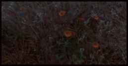 Goldmohn
