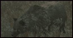 Schwarzbär