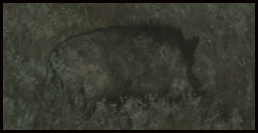 Wildschwein