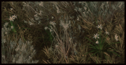 Zephirblume