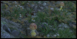 Amanita Regalis