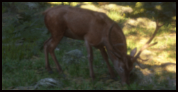 Hirsch