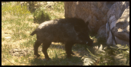 Wildschwein