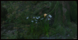 Zephirblume