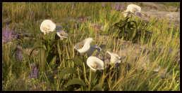 Calla