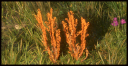 Flachs