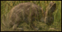 Hase