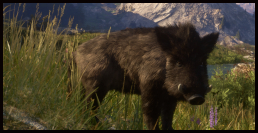 Wildschwein