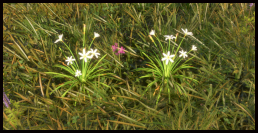 Zephirblume